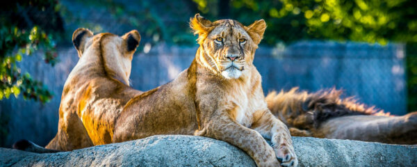 parc animalier du Puy-de-Dôme