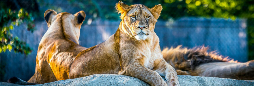 parc animalier du Puy-de-Dôme